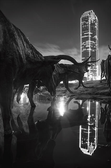 Longhorn statues reflections and skyline the bank of america tower looks in the background lit in neon monochrome black and white